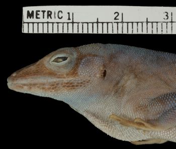 Media type: image;   Herpetology R-70791 Aspect: head lateral
